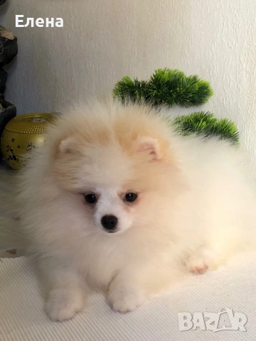 Малки сладки померанче, снимка 5 - Померан - 53083188
