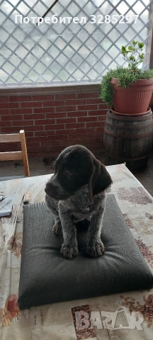 дратхаар , снимка 3 - Дратхаар - 54035578