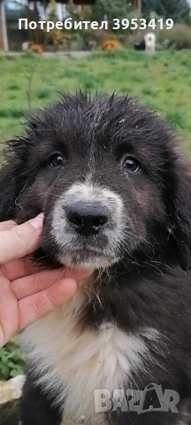 Чистопородни овчарски кученца , снимка 2 - Овце - 53057203
