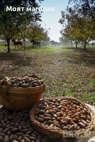 Орех Пекан - Pecan nuts, снимка 3 - Градински цветя и растения - 53631711