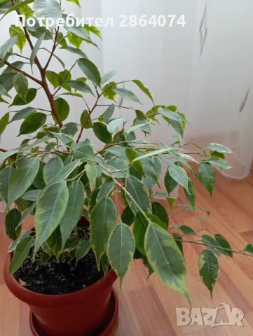 Бенджамин от шарения, снимка 5 - Стайни растения - 49653706