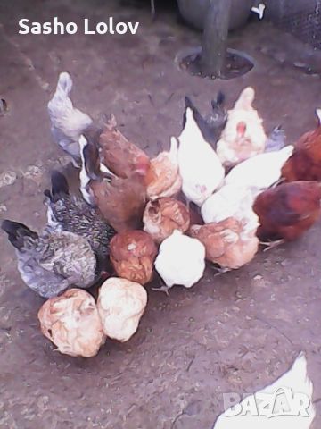 Пиленца за носачки. Еднодневни пилета., снимка 6 - Кокошки и пуйки - 45080946