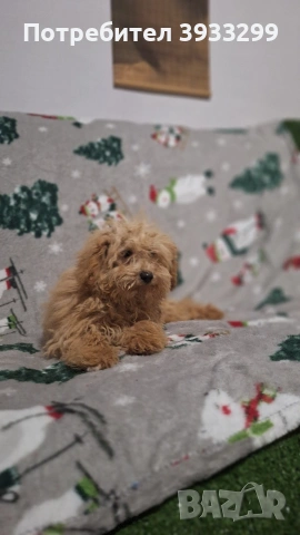 Пудел той пуделчета 