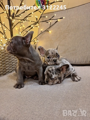 Продавам чистокръвни френски булдоци , снимка 6 - Френски булдог - 52619649