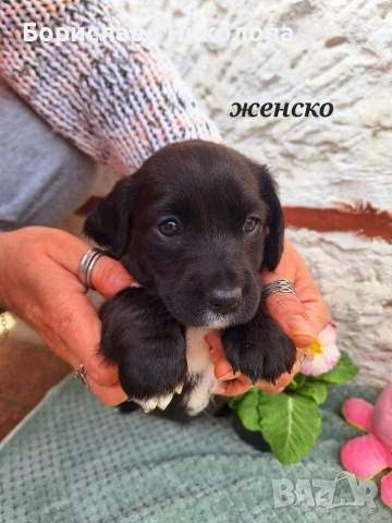 Малки кокерчета , снимка 4 - Други - 53781011