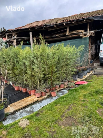 ТОП ЦЕНА! Лейландски кипарис - плътна ограда за нула време