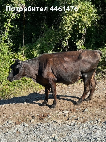 Свободни крави обл Хасково, снимка 3 - Други животни - 52334543