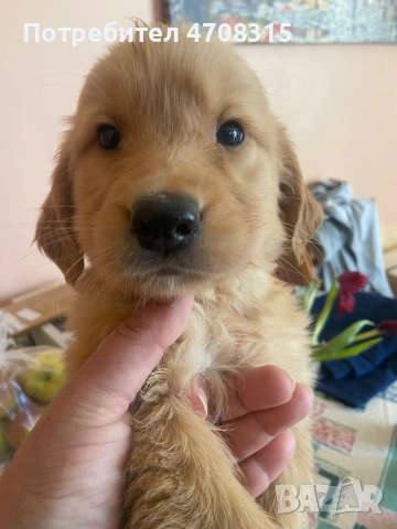 Голдън ретривър игриво момченце, снимка 5 - Голдън ретривър - 53655102