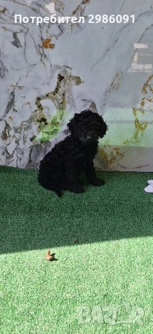 той пудел и мини пудел, снимка 3 - Пудели - 52047566