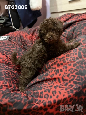 Пудел той , снимка 4 - Пудели - 54287725