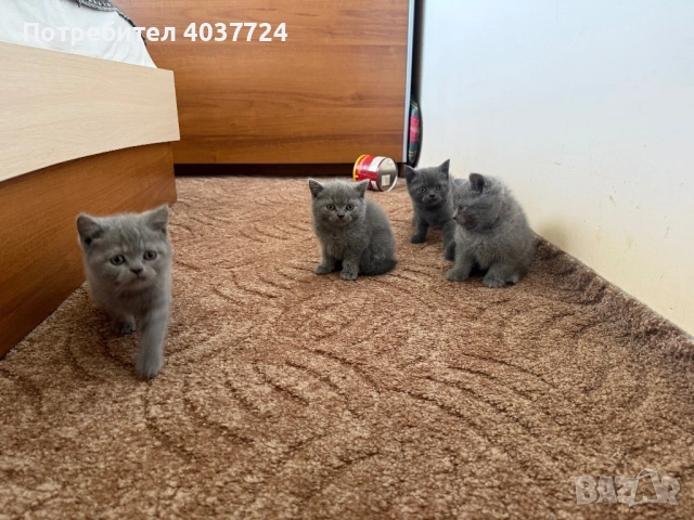 Британски късокосмести котета с родословие , снимка 5 - Британска късокосместа - 54097106