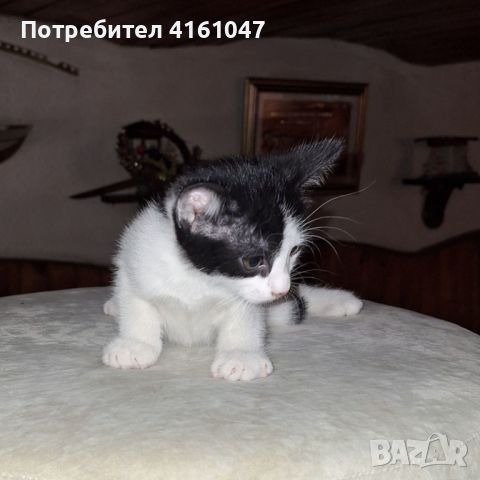 подаряваме котенца, снимка 2 - Други - 46558782