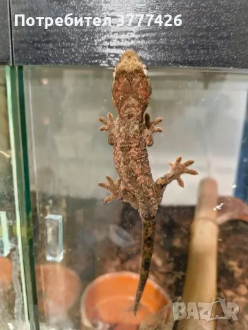 Чахоа / Mniarogekko chahoua, снимка 3 - Гекон - 42871432