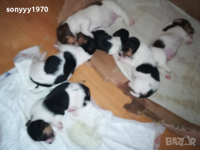 ДЖАК РЪСЕЛ БЕБЕТА-УНИКАЛНИ СЛАДУРИ 250ЛВ ЗА ЕДНО 0109251927, снимка 14 - Джак ръсел териер - 51570062