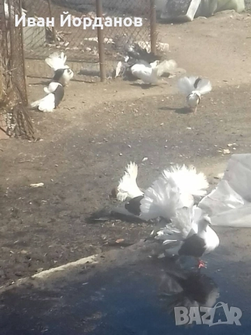 Гълъби Фенерлий, снимка 4 - Гълъби - 52275322