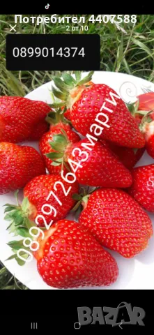 Разсад ягоди и малини , снимка 2 - Разсади - 49726783