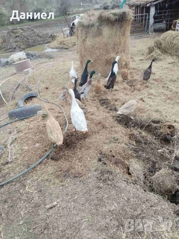 Яйца от Индийски бегач, снимка 8 - Патици и гъски - 54117284