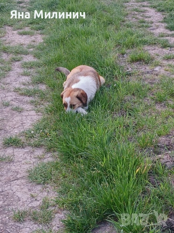 Малка госпожица търси своето семейство , снимка 4 - Други - 53589932