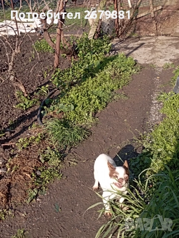 Чихуахуа - добри майки, снимка 6 - Чихуахуа - 52472489