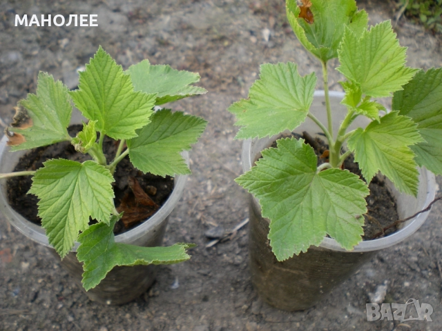 Касис-2 вида, снимка 2 - Градински цветя и растения - 52697053