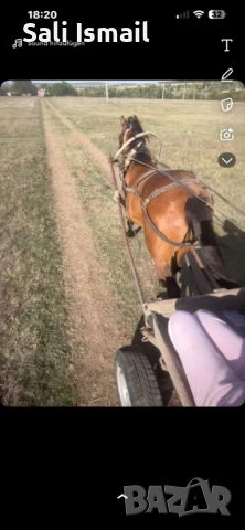 Продавам среден скопен кон, снимка 2 - Коне - 53950294