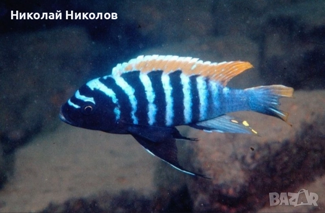 Африкански Цихлиди Малави, снимка 5 - Рибки - 51768254