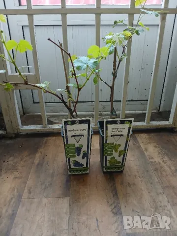 Грозде, снимка 1