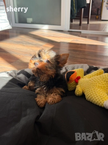 Мини йркита, снимка 2 - Йоркширски териер - 53660431