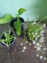 Комплект многогодишни,зимоустойчиви растения , снимка 1 - Градински цветя и растения - 45168727
