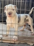 Американско були / American bully XL , снимка 4