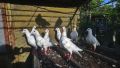 спортни бели гълъби елитни , снимка 3