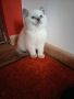 Британски късокосмести котета , снимка 1 - Британска късокосместа - 45623053