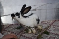 Зайци за разплод, снимка 11