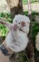 Шотландски котета сребърна чинчила, снимка 1 - Чинчили - 45093328
