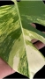 Monstera Aurea Tricolor (Marmorata), снимка 2