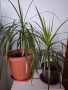 Стайни цветя - Драцена, снимка 2