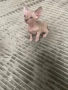 Котенца Канадски Сфинкс и Елф, снимка 4