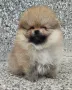 Померан момче , снимка 3