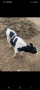 мъжко тели сукалче на 1 месец, снимка 1 - Крави - 45035353
