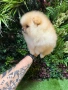 Померан момче, снимка 2