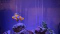Clownfish (Amphiprion ocellaris ) - Риба Клоун, снимка 3