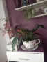 Спатифилум , снимка 2