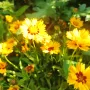 Кореопсис, Coreopsis Grandiflora 'Early Sunrise', снимка 6