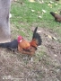 Продавам декоративни кокошки , снимка 6