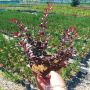 Берберис Атропурпуреа Нана, Berberis th. Atropurpurea Nana, снимка 5