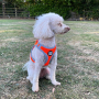 Нагръдник за кучета BullyBillows с дръжка и подплата, отразяващ, оранжев, XL, снимка 6
