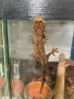 Чахоа / Mniarogekko chahoua, снимка 3