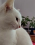 коте, бяло, сини очи, 5 мес., снимка 5