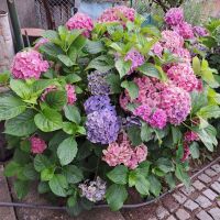 Хортензия ,бяла и розова , снимка 9 - Градински цветя и растения - 45320991