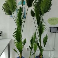 Студоустойчива Палма Трахикарпус, снимка 13 - Стайни растения - 14936682